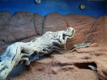 desert iguanas rock wall