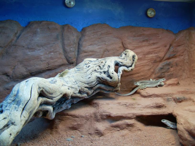 desert iguanas rock wall