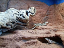desert iguanas rock wall
