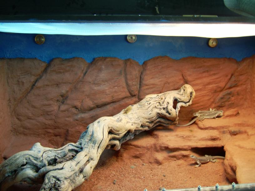 desert iguanas rock wall
