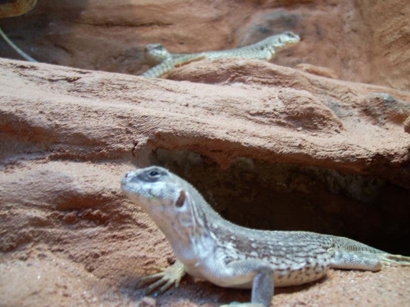 desert iguanas rock wall
