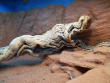 desert iguanas rock wall