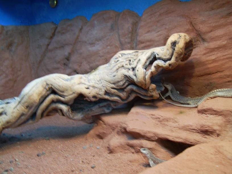 desert iguanas rock wall