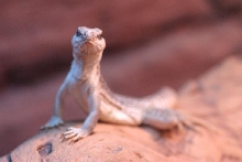 Desert Iguana