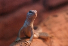 Desert Iguana