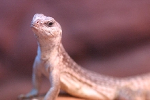 Desert Iguana