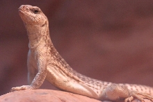 Desert Iguana Majestic Pose