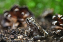 Pacific Tree Frog