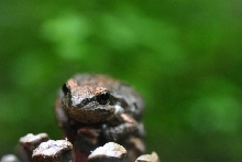 Pacific Tree Frog