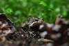 Pacific Tree Frog