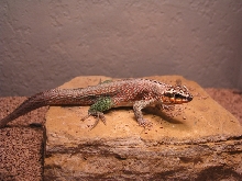 my lizard