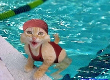 AquaKat