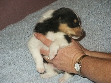 Our Puppy. Sputtir!