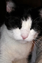 Rufie