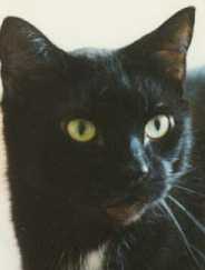 VinnyLeChat