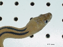 Female Trans-Pecos Ratsnake