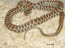 Male Leopard Ratsnake