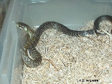 Male Aesculapian Ratsnake