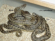 1.1 European 4 Line Ratsnake