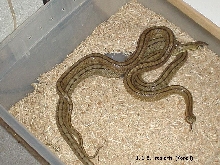 Ladder Ratsnakes