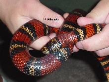 ?? MIlksnake