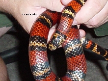 ?? Milksnake #2