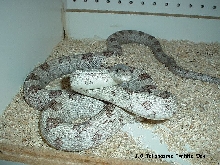 Male Grey Ratsnake