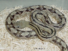 Male Trans Pecos ratsnake