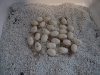 Western hognose eggs (26)