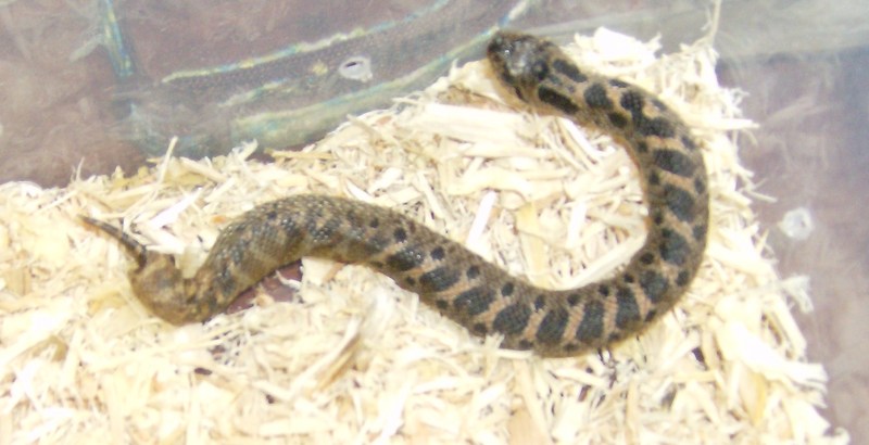 southern hog sick tail?