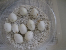 hognose eggs 32 days