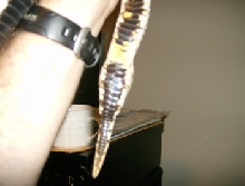 hognose bulge