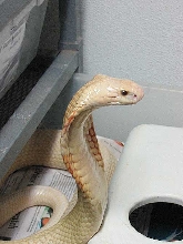 Albino