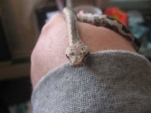 pita face