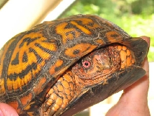 male box turtle