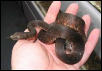 Brown Candoia