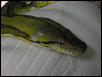 retic head