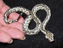 White Candoia