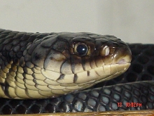 0.1 Mexican red-tail indigo (D.m rubidus)