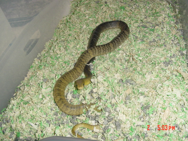 1.0 Yellow-Tail Cribo