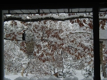 Pileated woodpecker