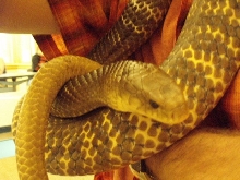 0.1 Yellow-tail Cribo