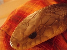 0.1 Yellow-tail Cribo head shot