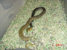 Yellow-tail cribo