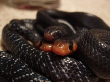 Neonate Eastern Indigos