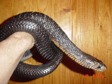 D. m erebennus