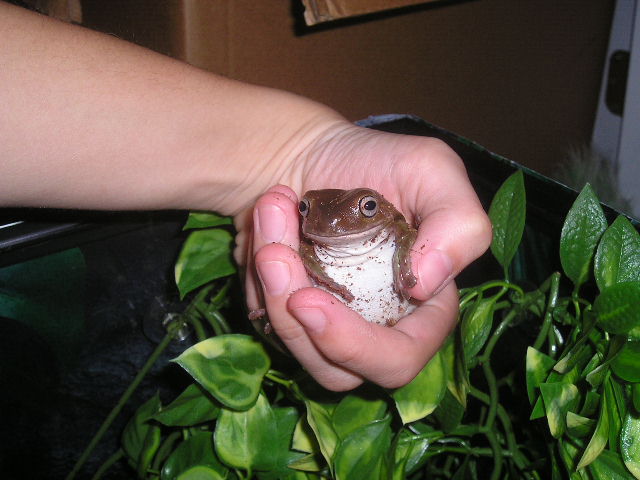 hannah 2