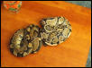 Import female with Normal Reduced male