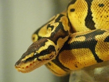 Pastel Jungle male