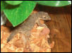House Gecko